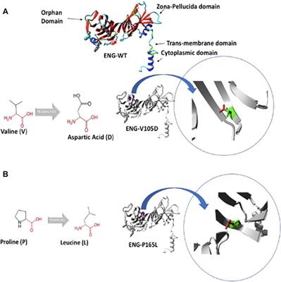 Endoglin Wild Type and Variants Associated With Hereditary Hemorrhagic Telangiectasia Type 1 Undergo Distinct Cellular Degradation Pathways